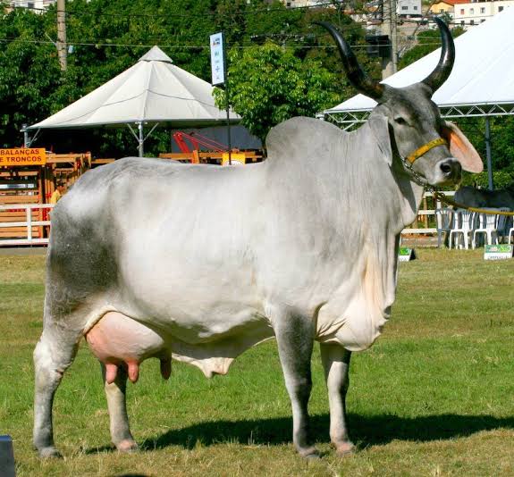 Kankreji Cow