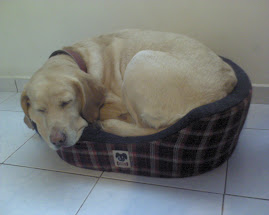 Isn't she a little bit bigger puppy?