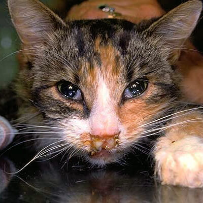 Pengalaman 8 Ekor Kucing Peliharaan Mati Kerana Virus Parvo