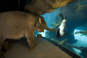 funny animals of the week, elephant meets seal