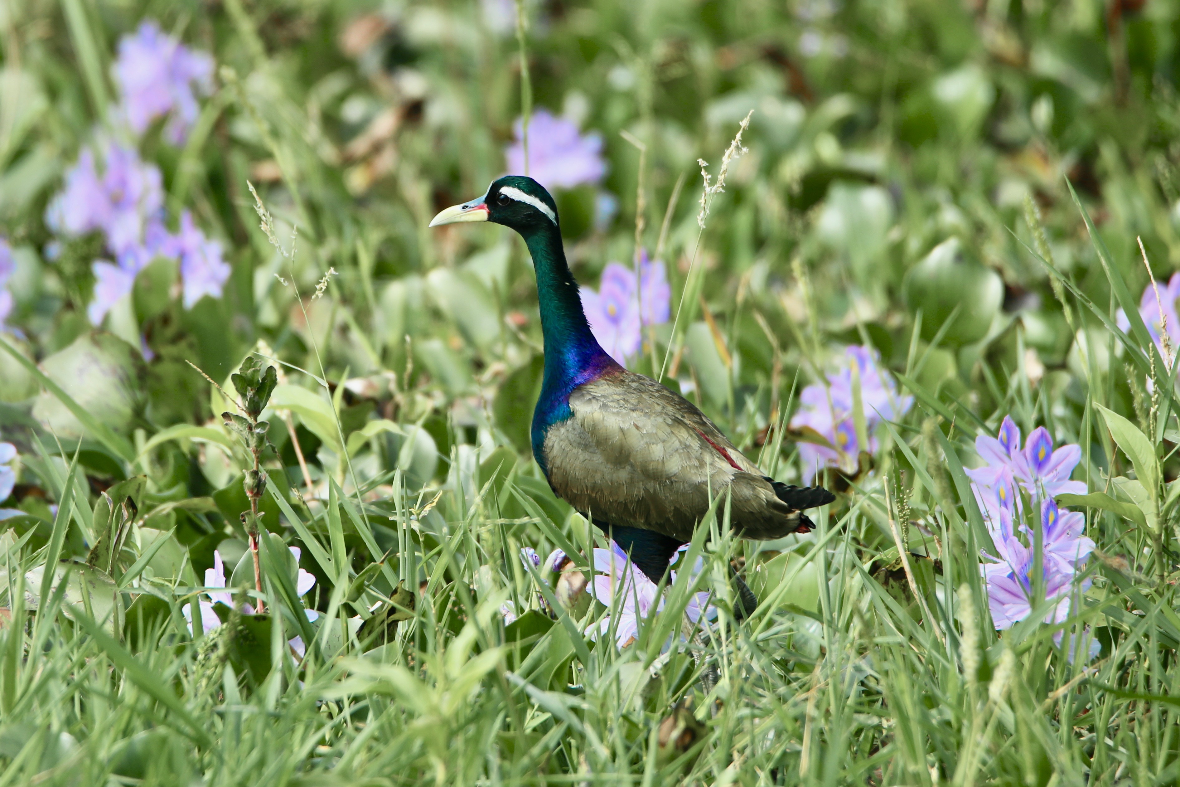 Birds of India, Jacana, Birds and nature, birds of Goa