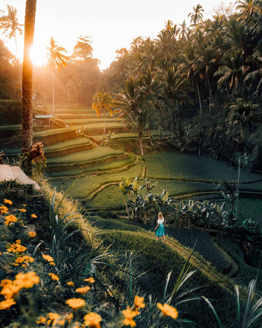 Teras Sawah Tegalalang, Bali