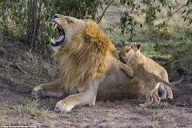 Lion cub meets his dad for the first time on Kenya, playful cubs
