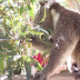 Day tour at Victor Harbour South Australia