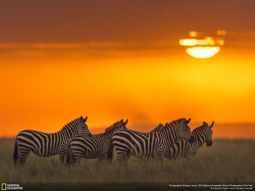 20+ Of The Best Entries From The 2016 National Geographic Nature Photographer Of The Year - Tequilla Sunset