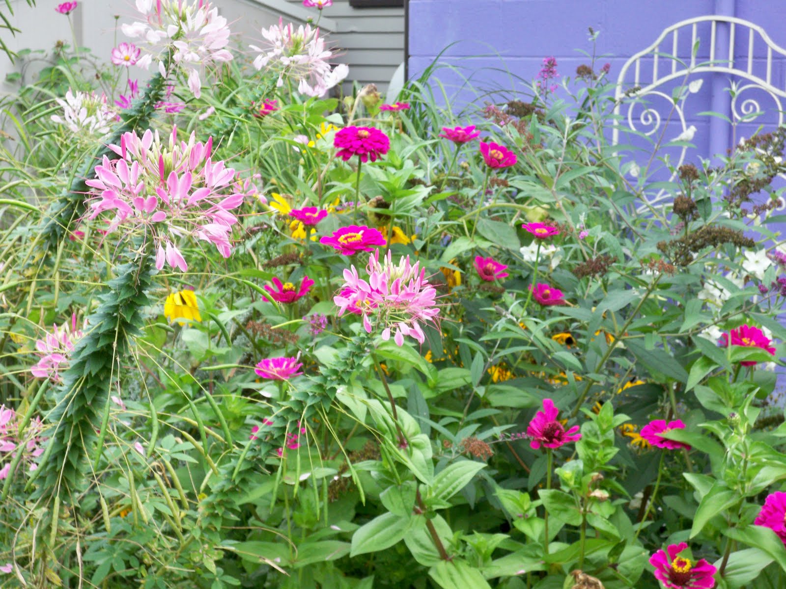Natural garden tips: from deer