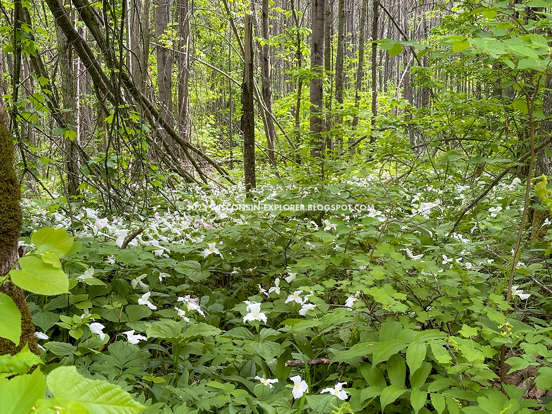 trillium flowers in shade forest