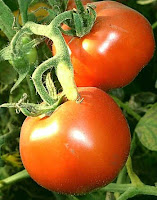 kegunaan buah tomat,khasiat sayuran tomat,tomat bagi kesehatan