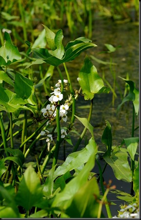 PIT_02333