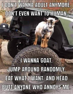 I don't wanna adult anymore. I don't even want to human. I wanna goat. Jump around randomly. Eat what I want and head butt anyone who annoys me.