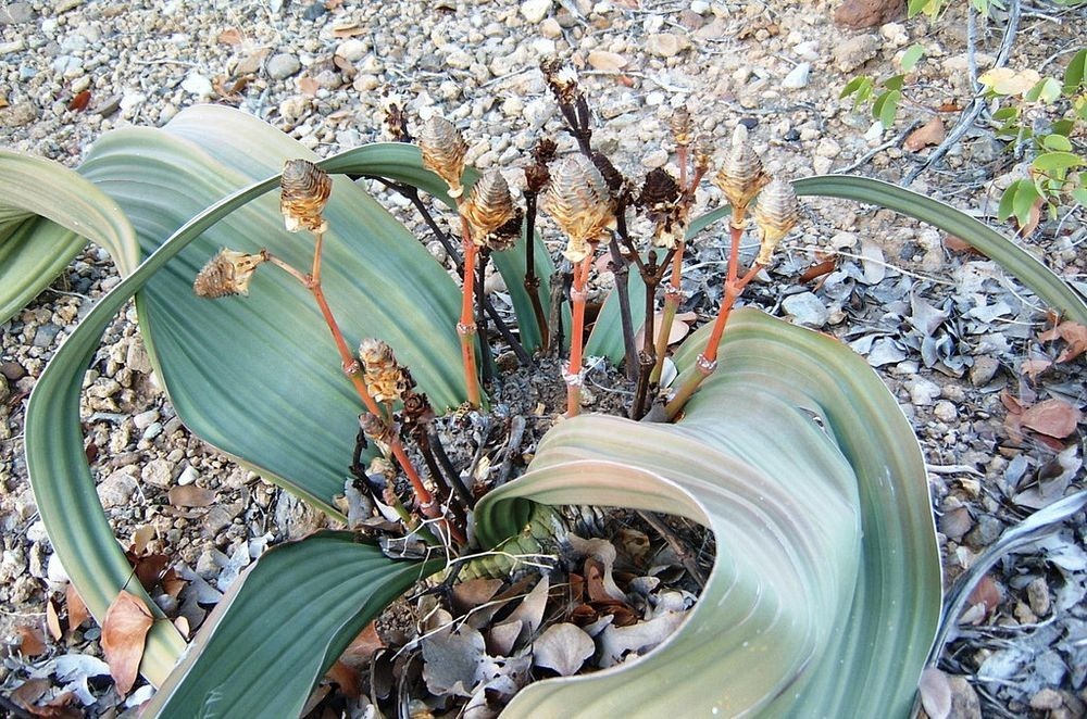 welwitschia-mirablilis-6