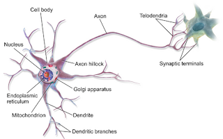 Macam-Macam Neuron Berdasarkan Fungsinya