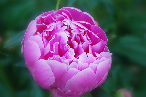 Peony Bush