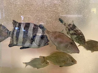水槽の魚