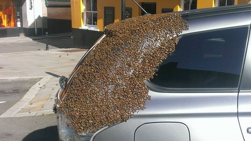 Swarm Of 20,000 Bees Was Following A Car For Two Days To Rescue Their Queen