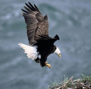 bald eagle wallpaper flying animal symbol of the United States hawk giant bird