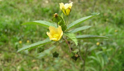  Ada banyak tanda-tanda yang bisa ditimbulkan lantaran asam urat tinggi 12 Obat Asam Urat Alami Dari Tumbuhan Herbal Paling Ampuh Atasi Nyeri