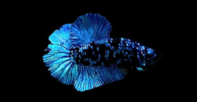 Proses Mutasi Dan Harga Ikan Cupang Avatar