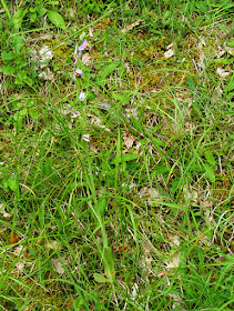 Bee Orchid Ophrys apifera.  Indre et Loire, France. Photographed by Susan Walter. Tour the Loire Valley with a classic car and a private guide.