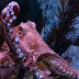 Octopus escapes from aquarium through a drainpipe to the sea