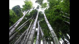 Mti wa ajabu, chinnese bamboo tree huota futi 80 kwa wiki 6 tu