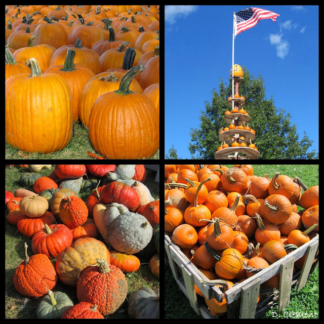 A Visit to the Pumpkin Patch in Photographs via RainbowsWithinReach