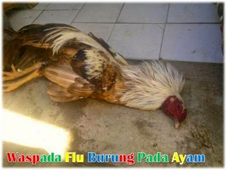 Waspada Flu Burung Pada Ayam