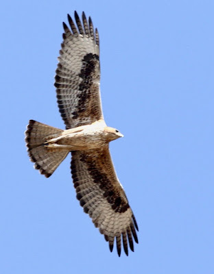 Bonelli's Eagle