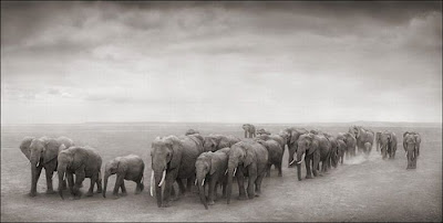 Wildlife Photography by Nick Brandt Seen On  www.coolpicturegallery.us