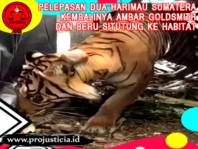 Pelepasan Dua Harimau Sumatera, Kembalinya Ambar Goldsmith dan Beru Situtung ke Habitat
