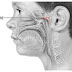 HIPERTROFI KELENJAR ADENOID