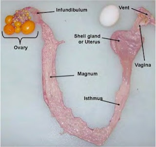 Organ reproduksi pada unggas ialah ovarium dan Sistem Reproduksi Unggas Betina
