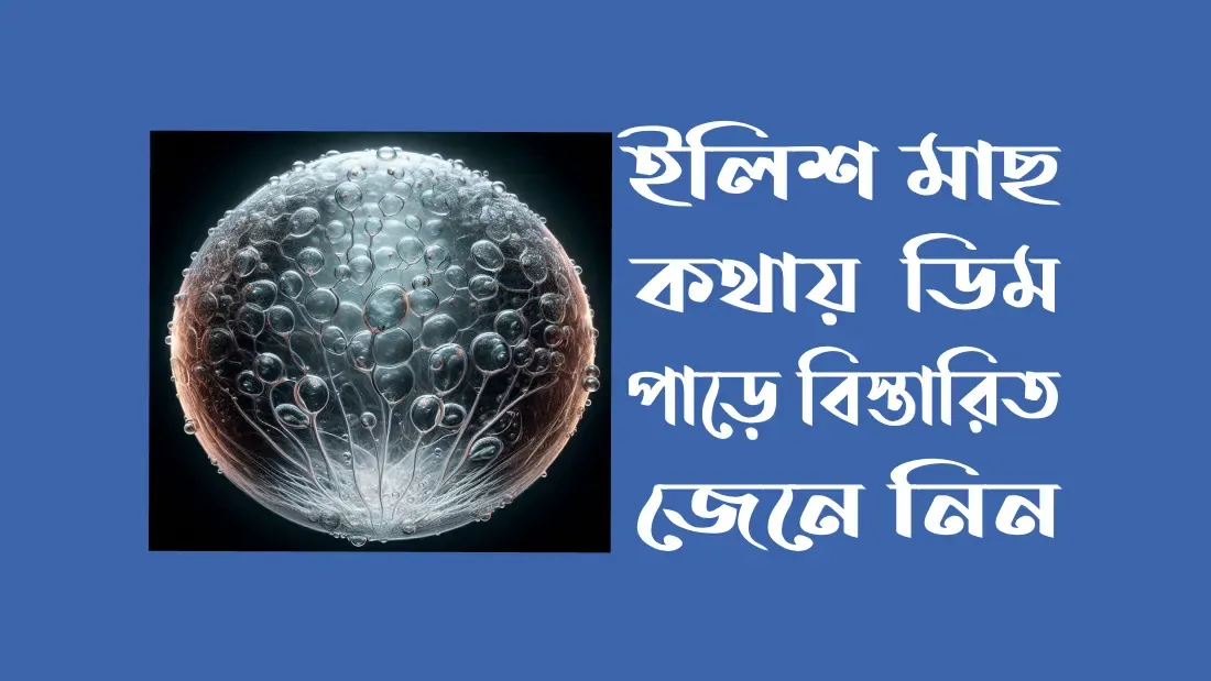ইলিশ-মাছ-চেনার-৫-টি-উপায়
