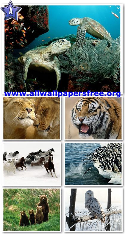 60 Amazing Animals Wallpapers 1280 X 1024 [Set 21]