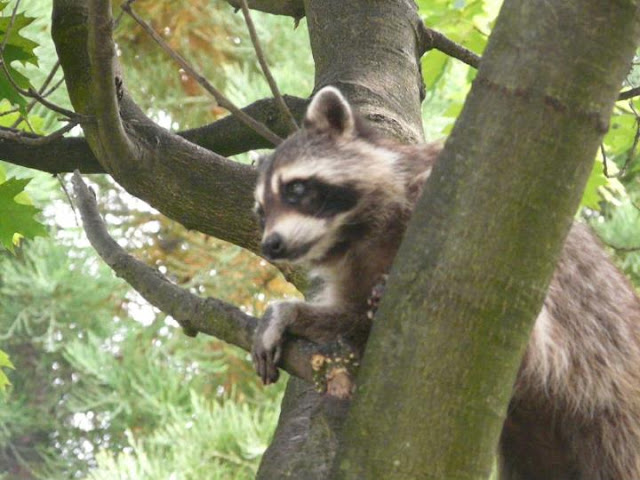 visite du zoo d'Amsterdam