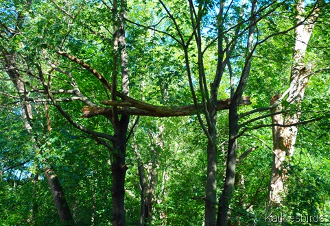 7. sky trunk-kab