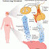 luteinizing hormone Activity