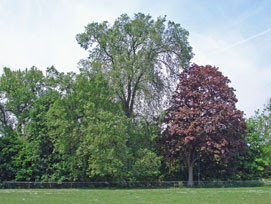 Dutch Elm, Ladywell Fields