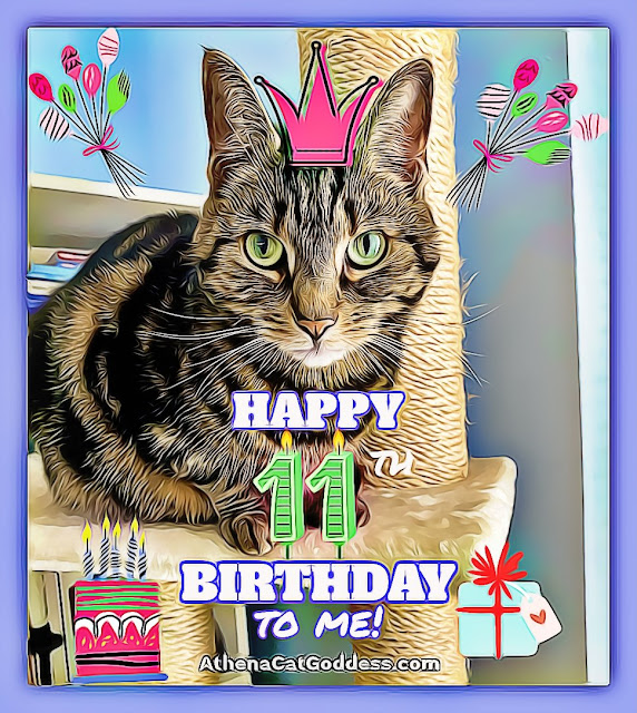 tabby cat birthday card