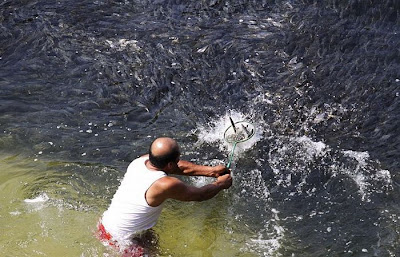 Large Swarms of Fish along the Coast of Acapulco Seen On   www.coolpicturegallery.us