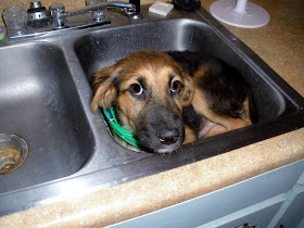 funny animal pictures, dog in sink