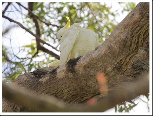 bird