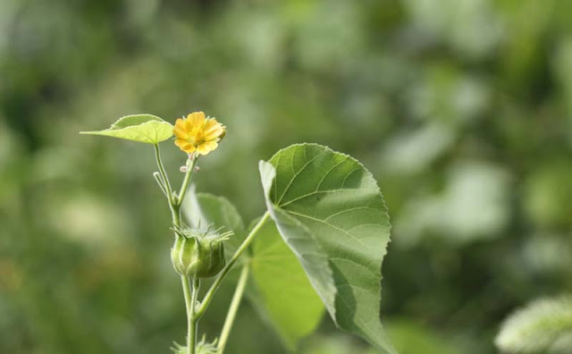 Indian Mallow Flowers