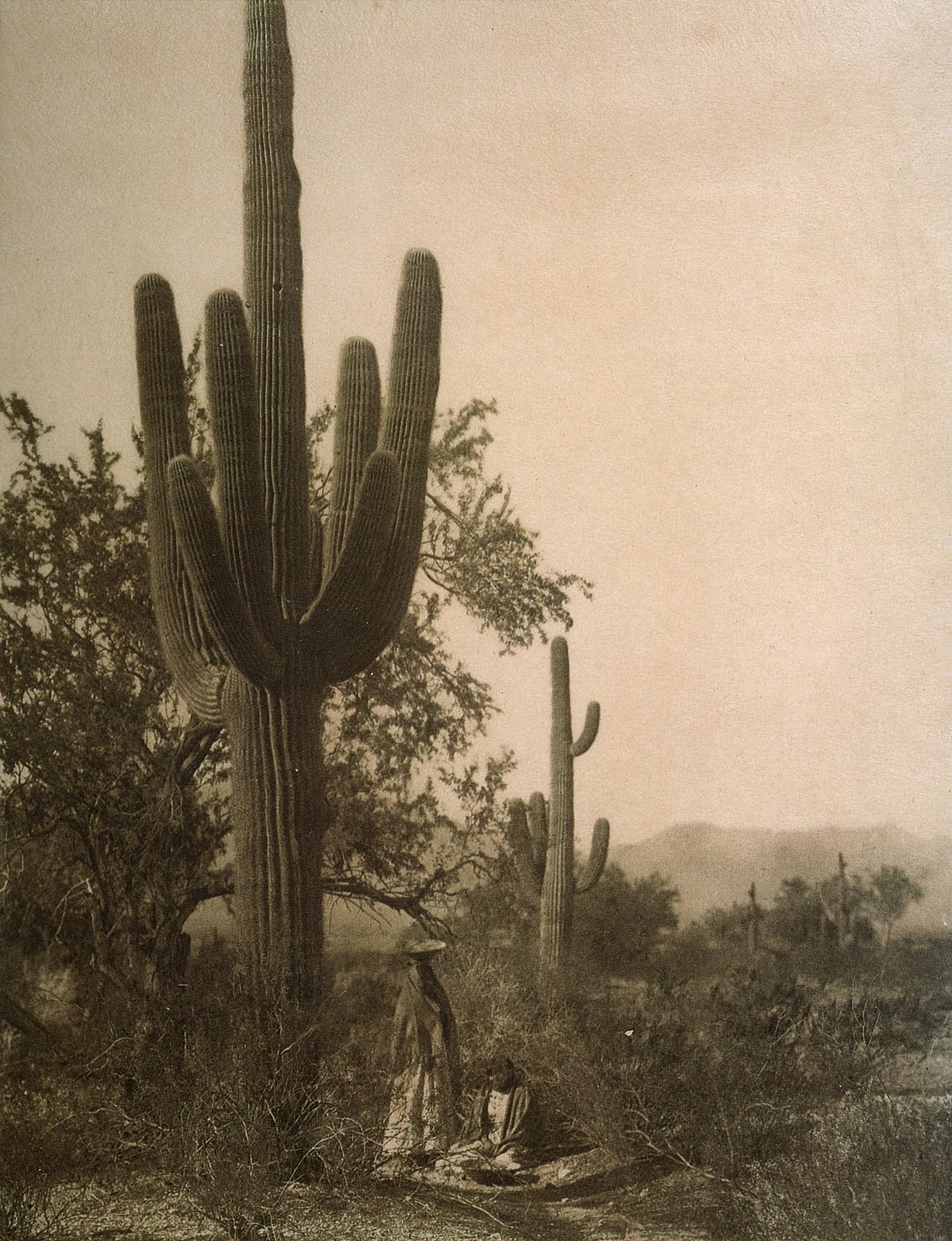 Saguaro