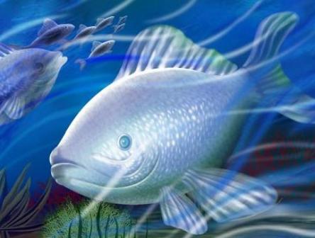 beautiful fishes wallpaper. Colorful Fish Wallpapers