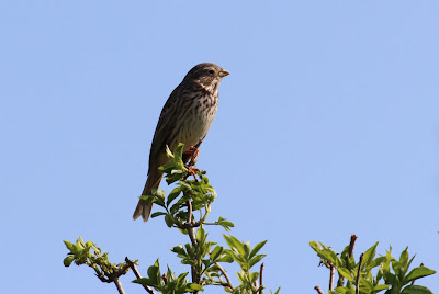 Koarnmosk - Grauwe Gors - Emberiza calandra