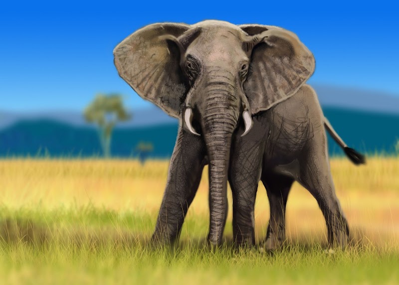 Top Gambar Binatang Gajah, Mewarnai Hewan