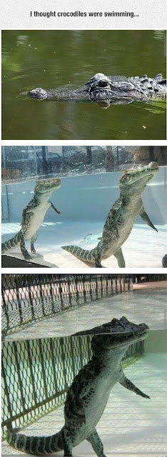 wtf crocodile