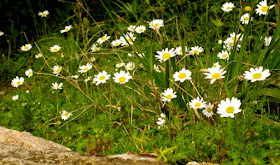 Daisies