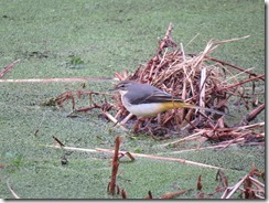 Grey Wagtail